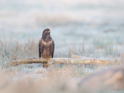 Myszołów (ang. Buzzard, łac. Buteo buteo)- 3281- Fotografia Przyrodnicza - WlodekSmardz.pl