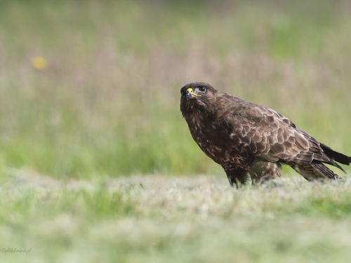 Myszołów (ang. Buzzard, łac. Buteo buteo)- 1925- Fotografia Przyrodnicza - WlodekSmardz.pl