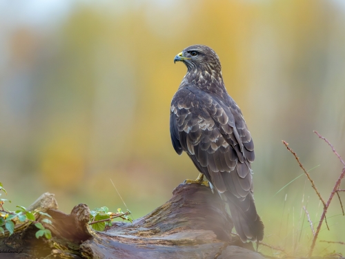 Myszołów (ang. Buzzard, łac. Buteo buteo)- 1446- Fotografia Przyrodnicza - WlodekSmardz.pl