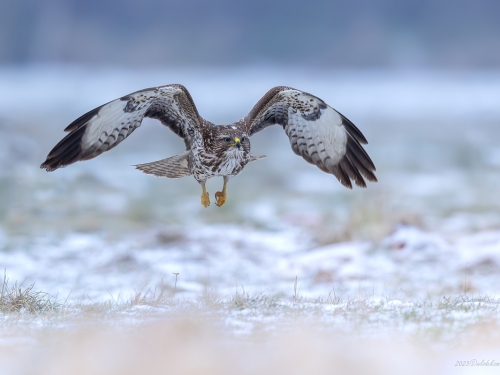 Myszołów (ang. Buzzard, łac. Buteo buteo)- 4690- Fotografia Przyrodnicza - WlodekSmardz.pl