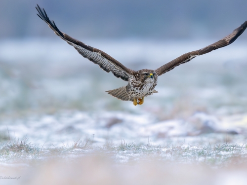 Myszołów (ang. Buzzard, łac. Buteo buteo)- 4692- Fotografia Przyrodnicza - WlodekSmardz.pl