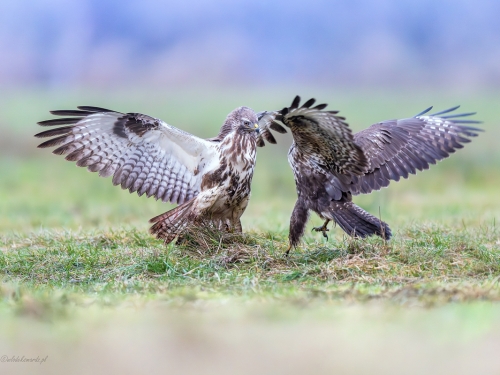 Myszołów (ang. Buzzard, łac. Buteo buteo)- 7481- Fotografia Przyrodnicza - WlodekSmardz.pl