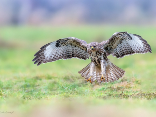 Myszołów (ang. Buzzard, łac. Buteo buteo)- 7563- Fotografia Przyrodnicza - WlodekSmardz.pl