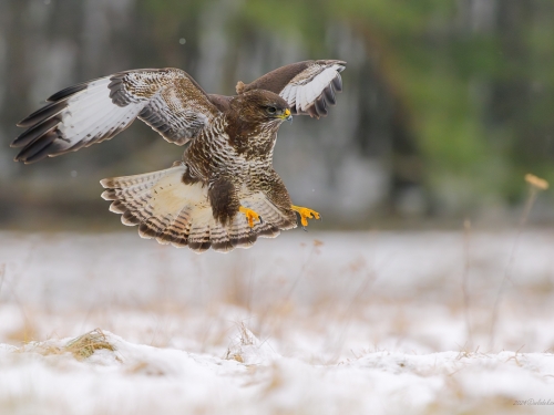 Myszołów (ang. Buzzard, łac. Buteo buteo)- 9312- Fotografia Przyrodnicza - WlodekSmardz.pl