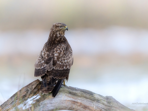 Myszołów (ang. Buzzard, łac. Buteo buteo)- 2399- Fotografia Przyrodnicza - WlodekSmardz.pl