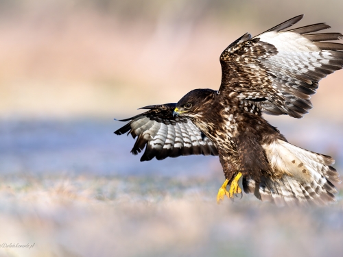 Myszołów- Fotografia Przyrodnicza - WlodekSmardz.pl