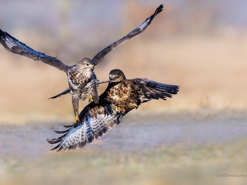 Myszołów- Fotografia Przyrodnicza - WlodekSmardz.pl
