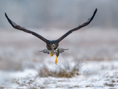 Myszołów- Fotografia Przyrodnicza - WlodekSmardz.pl