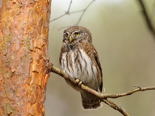 Sóweczka (ang. Eurasian Pygmy-owl, łac. Glaucidium passerinum)- Fotografia Przyrodnicza - WlodekSmardz.pl