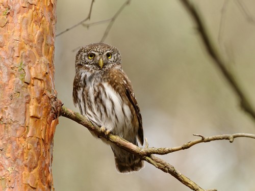 Sóweczka (ang. Eurasian Pygmy-owl, łac. Glaucidium passerinum)- Fotografia Przyrodnicza - WlodekSmardz.pl
