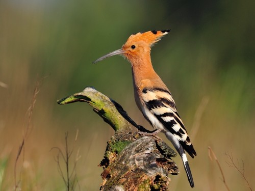 Dudek (ang. Eurasian Hoopoe, łac. Upupa epops) - 4362- Fotografia Przyrodnicza - WlodekSmardz.pl