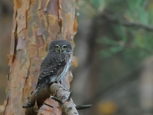 Sóweczka (ang. Eurasian Pygmy-owl, łac. Glaucidium passerinum)- Fotografia Przyrodnicza - WlodekSmardz.pl