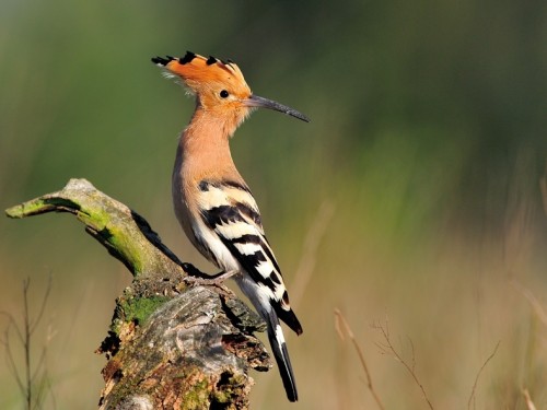 Dudek (ang. Eurasian Hoopoe, łac. Upupa epops) - 4365- Fotografia Przyrodnicza - WlodekSmardz.pl