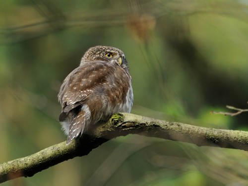 Sóweczka (ang. Eurasian Pygmy-owl, łac. Glaucidium passerinum) - 0908- Fotografia Przyrodnicza - WlodekSmardz.pl