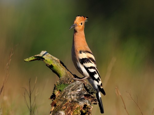 Dudek (ang. Eurasian Hoopoe, łac. Upupa epops) - 4371- Fotografia Przyrodnicza - WlodekSmardz.pl