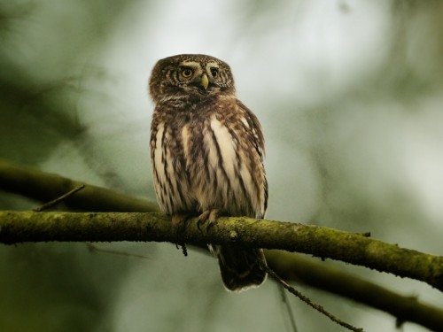 Sóweczka (ang. Eurasian Pygmy-owl, łac. Glaucidium passerinum) - 0673- Fotografia Przyrodnicza - WlodekSmardz.pl