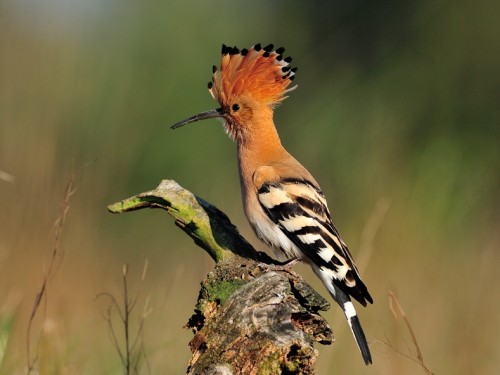 Dudek (ang. Eurasian Hoopoe, łac. Upupa epops) - 4352- Fotografia Przyrodnicza - WlodekSmardz.pl