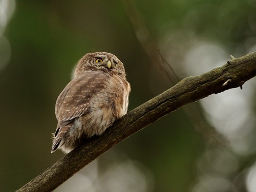 Sóweczka (ang. Eurasian Pygmy-owl, łac. Glaucidium passerinum) - 0723- Fotografia Przyrodnicza - WlodekSmardz.pl