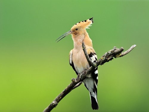 Dudek (ang. Eurasian Hoopoe, łac. Upupa epops) - 1247- Fotografia Przyrodnicza - WlodekSmardz.pl