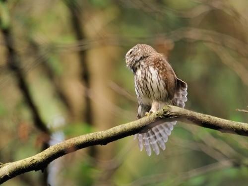 Sóweczka (ang. Eurasian Pygmy-owl, łac. Glaucidium passerinum) - 0788- Fotografia Przyrodnicza - WlodekSmardz.pl