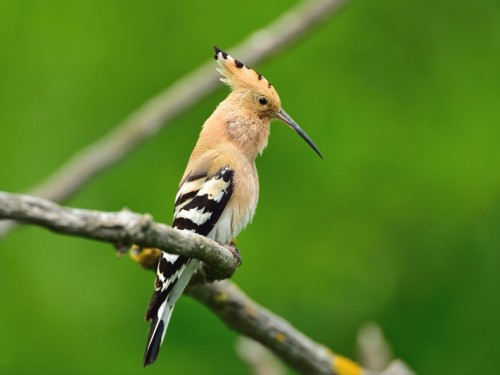 Dudek (ang. Eurasian Hoopoe, łac. Upupa epops) - 1002- Fotografia Przyrodnicza - WlodekSmardz.pl