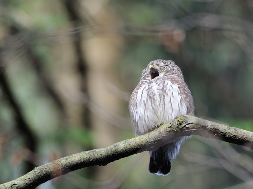 Sóweczka (ang. Eurasian Pygmy-owl, łac. Glaucidium passerinum) - 0850- Fotografia Przyrodnicza - WlodekSmardz.pl