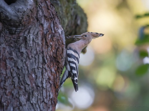 Dudek (ang. Eurasian Hoopoe, łac. Upupa epops) - 0195 - Fotografia Przyrodnicza - WlodekSmardz.pl