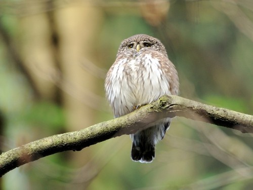 Sóweczka (ang. Eurasian Pygmy-owl, łac. Glaucidium passerinum) - 0876- Fotografia Przyrodnicza - WlodekSmardz.pl