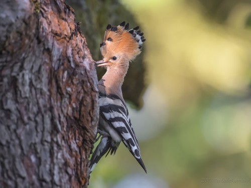 Dudek (ang. Eurasian Hoopoe, łac. Upupa epops) - 0215 - Fotografia Przyrodnicza - WlodekSmardz.pl