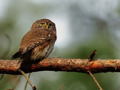 Sóweczka (ang. Eurasian Pygmy-owl, łac. Glaucidium passerinum) - 1033- Fotografia Przyrodnicza - WlodekSmardz.pl
