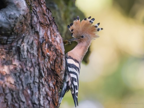 Dudek (ang. Eurasian Hoopoe, łac. Upupa epops) - 0228 - Fotografia Przyrodnicza - WlodekSmardz.pl