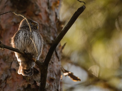 Sóweczka (ang. Eurasian Pygmy-owl, łac. Glaucidium passerinum) - 0116- Fotografia Przyrodnicza - WlodekSmardz.pl