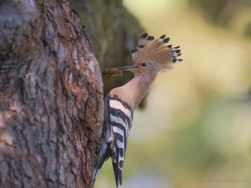 Dudek (ang. Eurasian Hoopoe, łac. Upupa epops) - 0234 - Fotografia Przyrodnicza - WlodekSmardz.pl