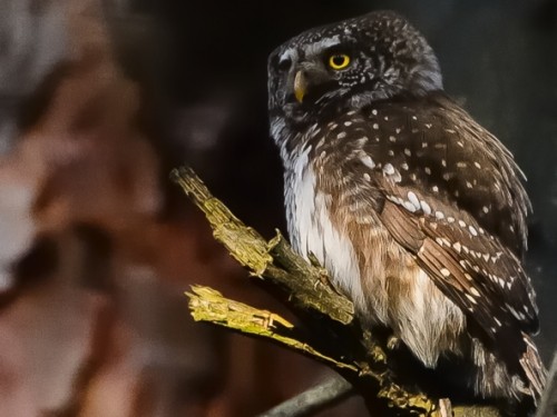 Sóweczka (ang. Eurasian Pygmy-owl, łac. Glaucidium passerinum) - 0129- Fotografia Przyrodnicza - WlodekSmardz.pl