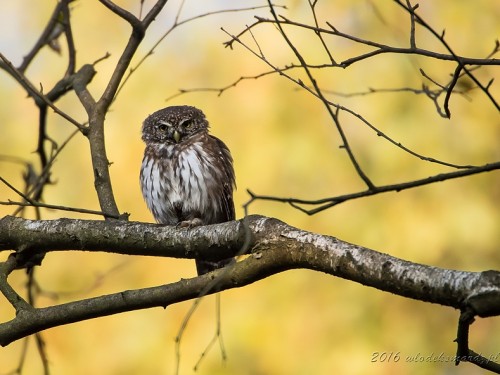 Sóweczka (ang. Eurasian Pygmy-owl, łac. Glaucidium passerinum) - 5685- Fotografia Przyrodnicza - WlodekSmardz.pl