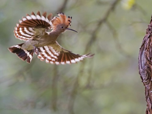 Dudek (ang. Eurasian Hoopoe, łac. Upupa epops) - 0429 - Fotografia Przyrodnicza - WlodekSmardz.pl