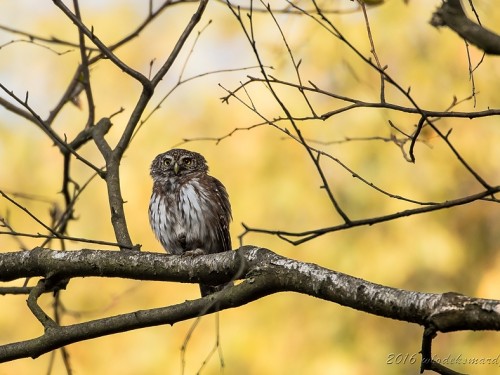 Sóweczka (ang. Eurasian Pygmy-owl, łac. Glaucidium passerinum) - 5656- Fotografia Przyrodnicza - WlodekSmardz.pl
