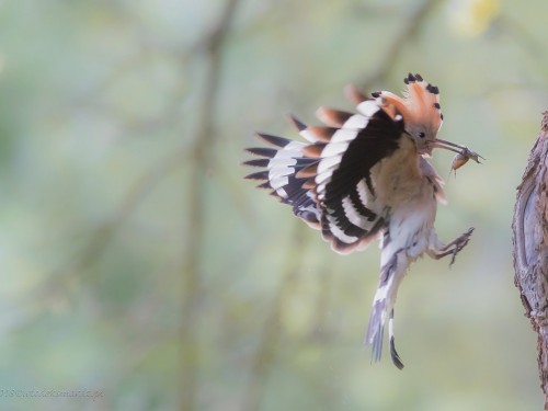 Dudek (ang. Eurasian Hoopoe, łac. Upupa epops) - 0441 - Fotografia Przyrodnicza - WlodekSmardz.pl