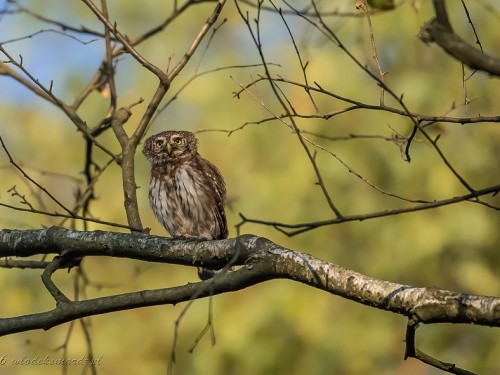 Sóweczka (ang. Eurasian Pygmy-owl, łac. Glaucidium passerinum) - 5573- Fotografia Przyrodnicza - WlodekSmardz.pl