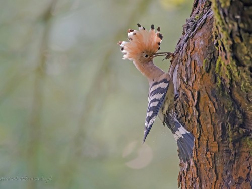 Dudek (ang. Eurasian Hoopoe, łac. Upupa epops) - 0316 - Fotografia Przyrodnicza - WlodekSmardz.pl