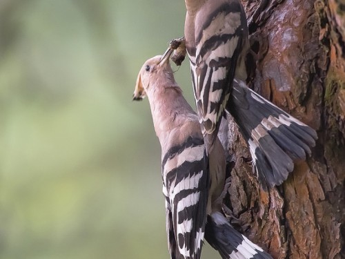 Dudek (ang. Eurasian Hoopoe, łac. Upupa epops) - 0414 - Fotografia Przyrodnicza - WlodekSmardz.pl