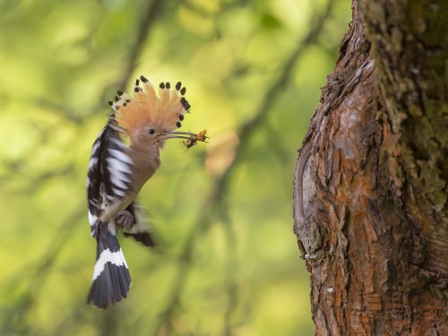 Dudek (ang. Eurasian Hoopoe, łac. Upupa epops) - 6581 - Fotografia Przyrodnicza - WlodekSmardz.pl