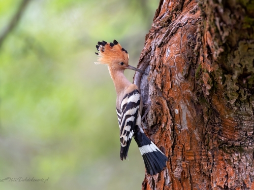 Dudek (ang. Eurasian Hoopoe, łac. Upupa epops) - 7715 - Fotografia Przyrodnicza - WlodekSmardz.pl