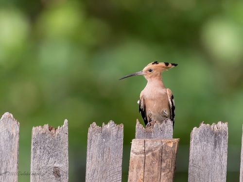 Dudek (ang. Eurasian Hoopoe, łac. Upupa epops) - 9743 - Fotografia Przyrodnicza - WlodekSmardz.pl