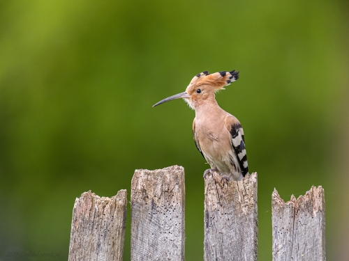 Dudek (ang. Eurasian Hoopoe, łac. Upupa epops) - 9412 - Fotografia Przyrodnicza - WlodekSmardz.pl