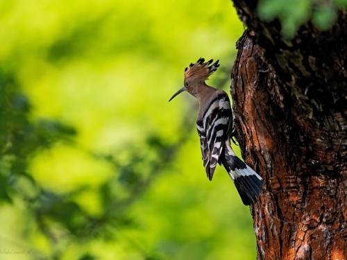 Dudek (ang. Eurasian Hoopoe, łac. Upupa epops) - 9432 - Fotografia Przyrodnicza - WlodekSmardz.pl