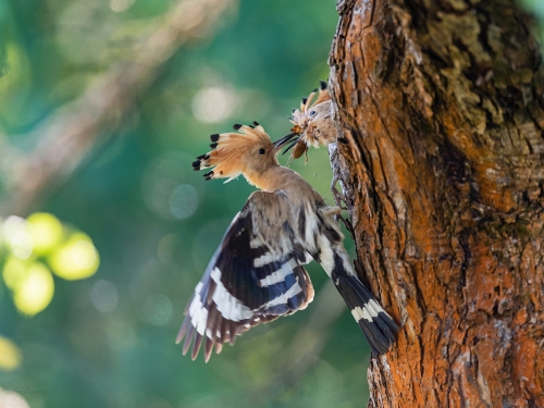 Dudek (ang. Eurasian Hoopoe, łac. Upupa epops) - 9820 - Fotografia Przyrodnicza - WlodekSmardz.pl