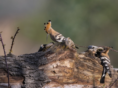 Dudek (ang. Eurasian Hoopoe, łac. Upupa epops) - 8232 - Fotografia Przyrodnicza - WlodekSmardz.pl