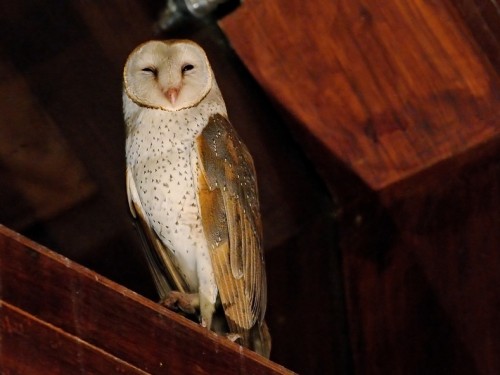 Płomykówka (ang. Barn Owl, łac. Tyto alba) - 9489- Fotografia Przyrodnicza - WlodekSmardz.pl