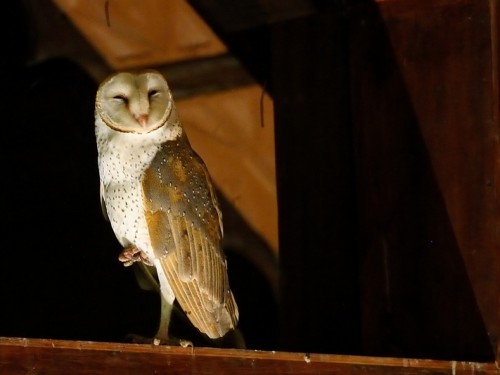Płomykówka (ang. Barn Owl, łac. Tyto alba) - 9520- Fotografia Przyrodnicza - WlodekSmardz.pl